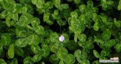 解读三叶草的神秘语言 三叶草的花语含义