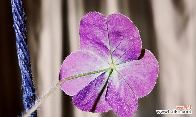 解读三叶草的神秘语言 三叶草的花语含义