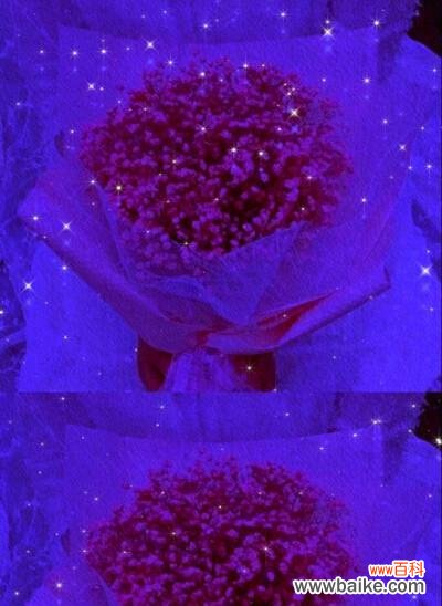 解读花语，品味生活之美 紫色满天星的花语