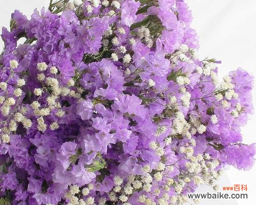 解读花语，品味生活之美 紫色满天星的花语