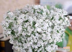 花语诠释人生哲理，传说点燃浪漫情怀 满天星，花开寓意传奇