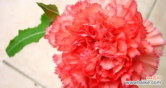 表达热情和爱意的象征 红色康乃馨的花语和寓意