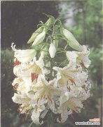 探索西伯利亚百合的花语和象征意义 西伯利亚百合花语