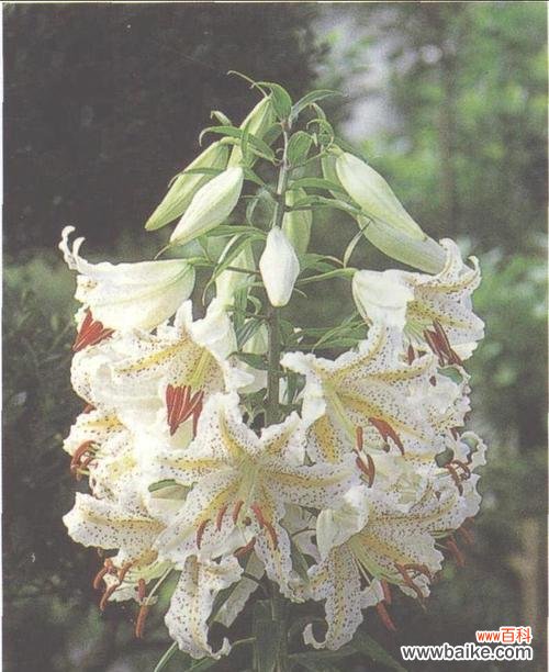 探索西伯利亚百合的花语和象征意义 西伯利亚百合花语