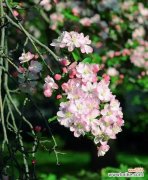 西府海棠 以西府海棠花语为主题的探寻美丽与坚韧并存之美