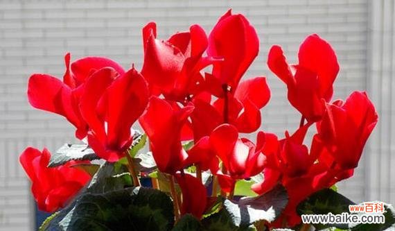 探寻仙客来花的神秘花语 仙客来花的花语与寓意