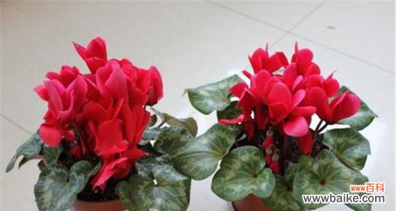 仙客来花的文化寓意及其传承 以仙客来花的寓意——叶落归根,繁花似锦