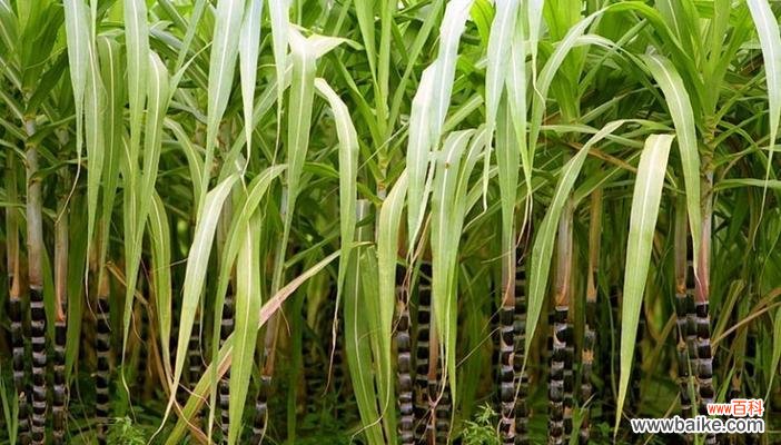 揭示甘蔗开花所蕴含的生命信息 甘蔗开花的预兆与寓意