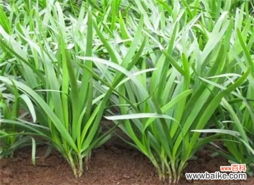 韭菜的功效与作用以及注意事项