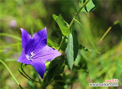 桔梗的功效与作用