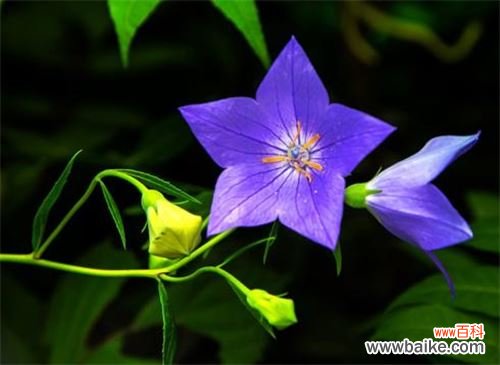 桔梗的功效与作用