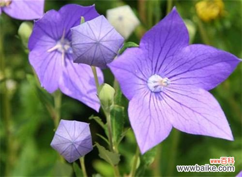 桔梗的功效与作用