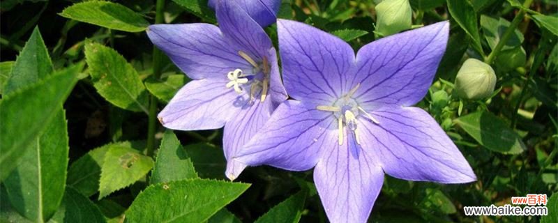 桔梗的功效与作用