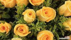 黄玫瑰花语：爱道歉