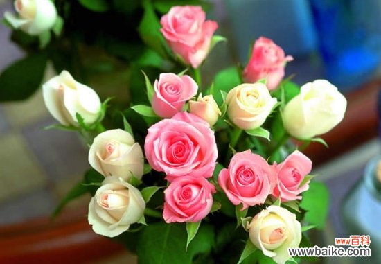 蔷薇和玫瑰的区别