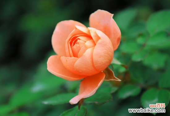 蔷薇和玫瑰的区别