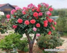 以盆栽月季为室内装饰需注意的关键 养护盆栽月季的要点