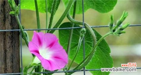 以牵牛花为象征 牵牛花,寓意坚韧不拔的爱情