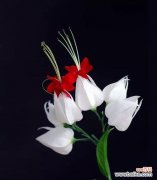 芹叶牡丹的寓意与象征 探索芹叶牡丹的花语之美