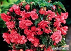 探索海棠花语的深意与传承 球根海棠花语的魅力