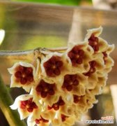 球兰花的传奇故事与美丽花语 以球兰花的象征——坚韧和永恒