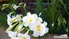 探索花朵背后的情感密码 全世界花语品种大揭秘