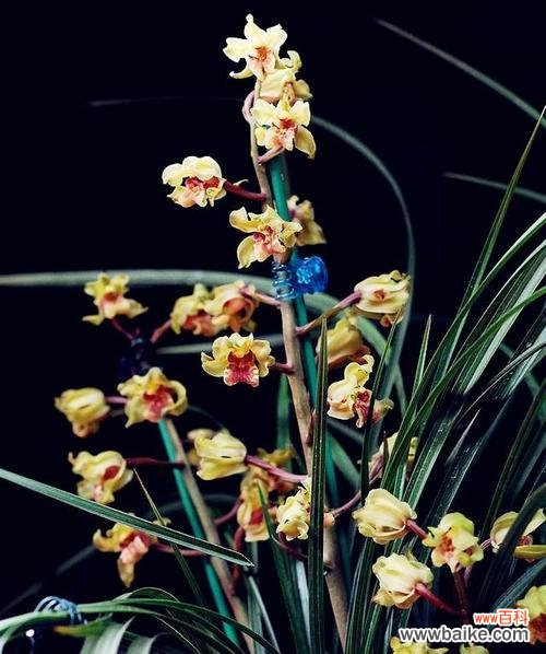 兰花和竹子和冬梅在寓意上哪两个更受欢迎？