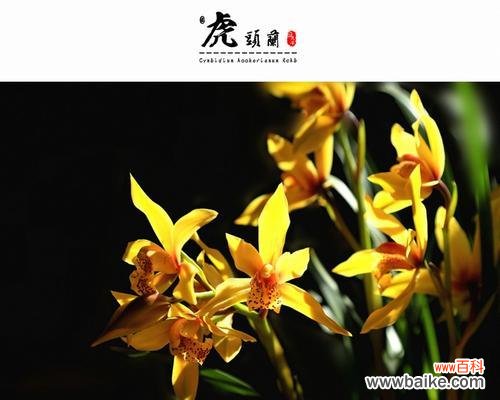 兰花和竹子和冬梅在寓意上哪两个更受欢迎？