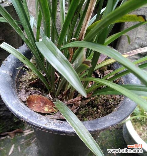 兰花叶尖起兜是什么意思？如何处理兰花叶尖起兜问题？