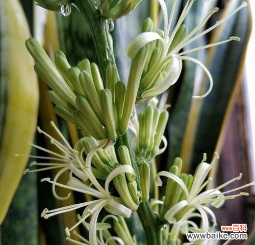 芦荟开花是真的吗？芦荟的花语代表什么含义？