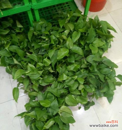 绿萝的花语是什么?绿萝象征着什么含义?