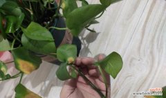 绿萝的花语是什么？绿萝象征着什么含义？