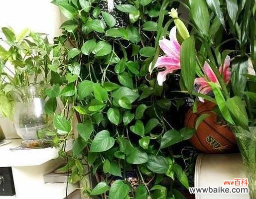 绿萝的花语是什么?绿萝象征着什么含义?