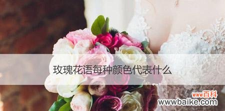 玫瑰花的花语有哪些?不同颜色玫瑰代表什么意义?
