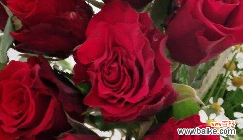 玫瑰花的花语有哪些?不同颜色玫瑰代表什么意义?