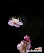 梅花代表吉祥什么含义？梅花的吉祥寓意有哪些？