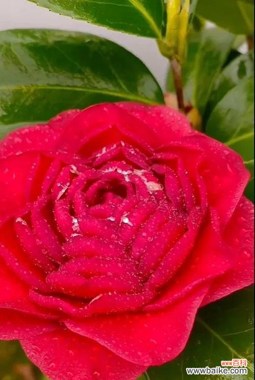 每朵花都代表一个什么意思?花语大全及常见问题解答?