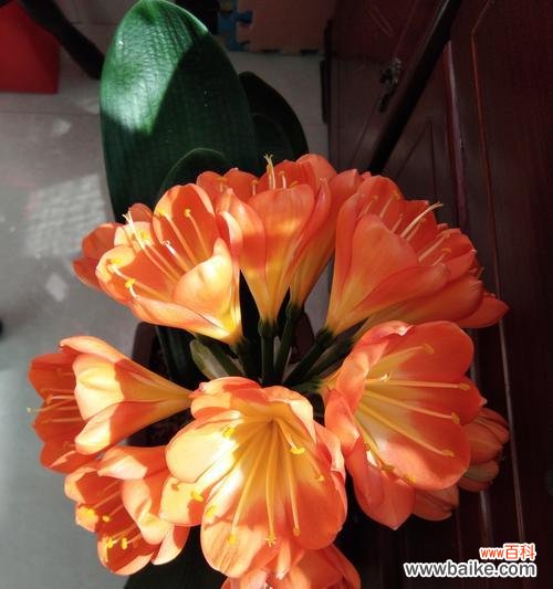 每朵花都代表一个什么意思?花语大全及常见问题解答?