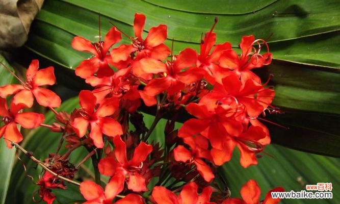 每朵花都代表一个什么意思?花语大全及常见问题解答?