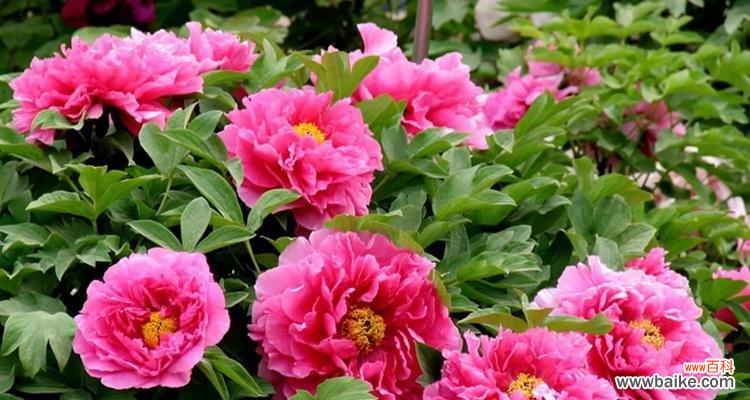 牡丹的花语是什么?养植方法有哪些?