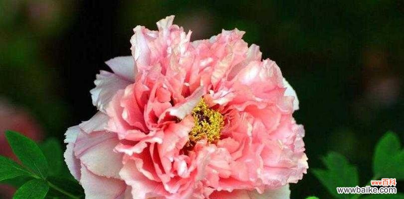 牡丹的花语是什么?养植方法有哪些?