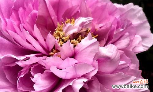 牡丹的花语是什么?养植方法有哪些?