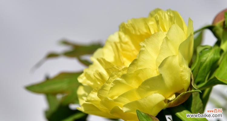 牡丹花的花语是什么?了解牡丹花的深层含义和象征意义?