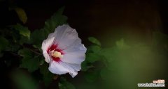 木瑾花象征着什么？木瑾花的含义和文化背景是什么？