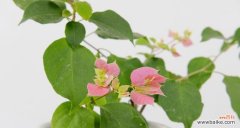 三角梅的寓意是什么？如何正确理解三角梅的象征意义？