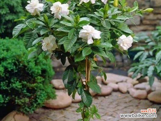 茉莉花栀子花风信子花语是什么?如何解读它们的含义?