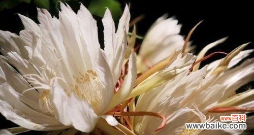 探秘昙花的神秘生命 解读昙花的花语