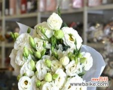 寓意深刻的花，探究白色桔梗的神秘 白色桔梗花的美和意义