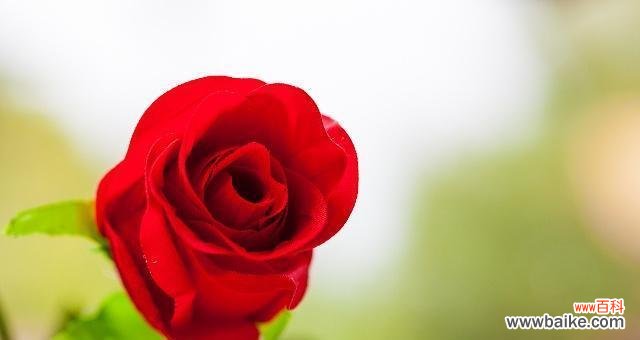 花语传情，红玫瑰代表什么？ 红玫瑰的含义