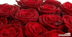 花语传情，红玫瑰代表什么？ 红玫瑰的含义